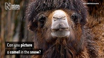 How do camels survive in deserts? | Surprising Science