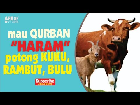 Mau QURBAN  HARAM potong  kuku rambut  bulu bulu di 