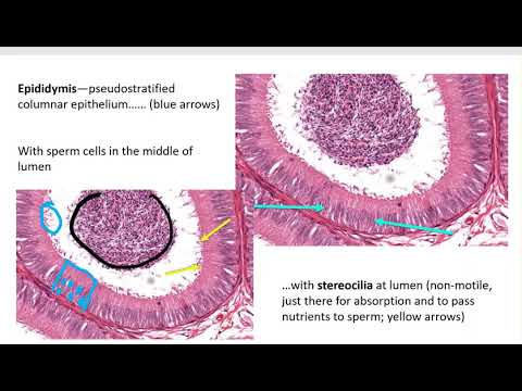 233L Ex. 42, 43 Reproductive system