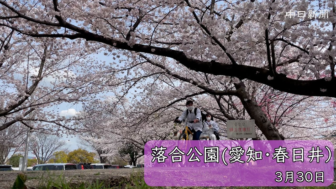 愛知 春日井の落合公園で桜見ごろ Youtube 愛知 春日井の落合公園で桜見ごろ Youtube