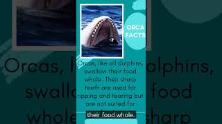 Orca Action Month: Teeth