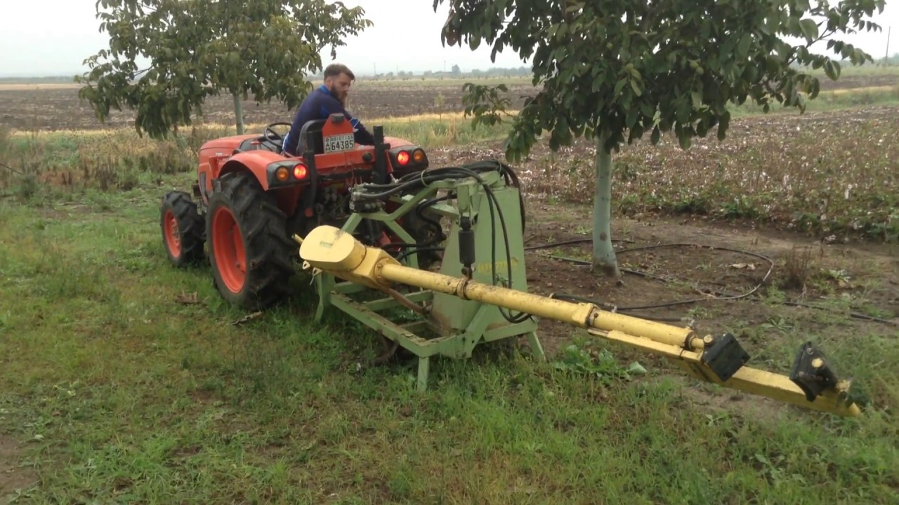 Συγκομιδή καρυδιάς. Τσάντλερ 5  ετών