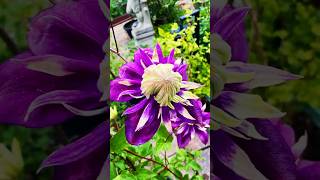 Clematis Taiga 铁线莲大河 #Shorts, #gardening, #clematis,#taiga, 铁线莲,#园艺,#大河铁线莲, #重瓣, #flowergarden,#庭院花园