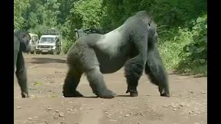 Silverback Gorilla Stops Traffic To Cross The Road Wildlife 229