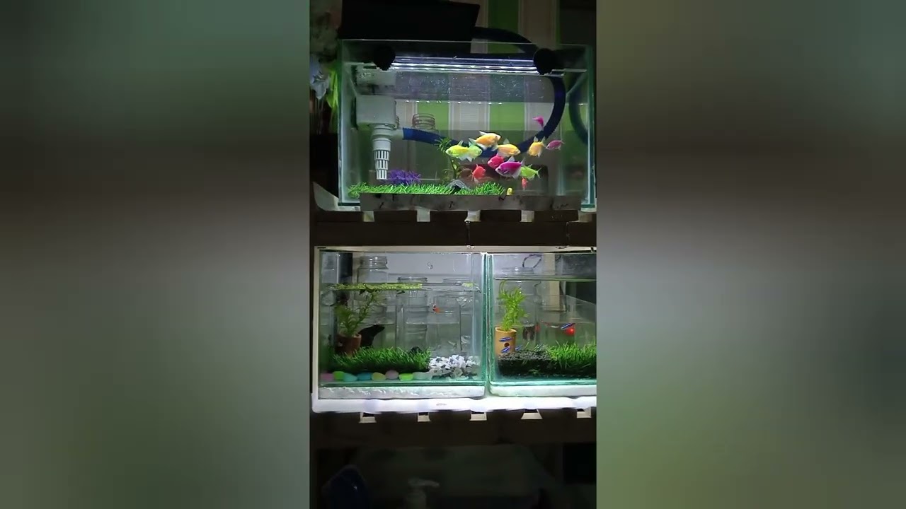 IKAN IKAN DIKOLAM YANG BIKIN HATI TENANG | MARI LIHAT APA YANG....