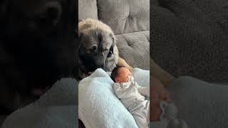 Caucasian Shepherd meets newborn