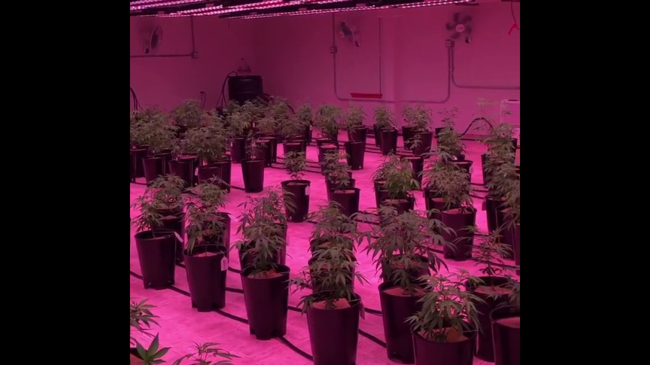 VividGro® LED Grow Lights - Cannabis LED Grow - VividGro V2 LED Grow Fixtures