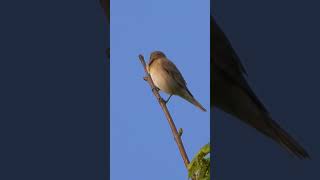Garden Warbler Song #shorts