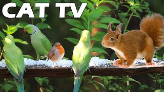CAT TV FOR CATS  Cute Squirrel And Little Bird Have Picnic In A Sunny Garden Relaxing Bird Sounds