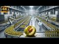 Inside Massive Olive Oil Factory – 2,000,000 Pounds Processing Liquid Gold Production Process