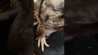 Asmr Eating Chicken Feets Sounds Great 😁 #Dog #Cutedog #Perrosbonitos