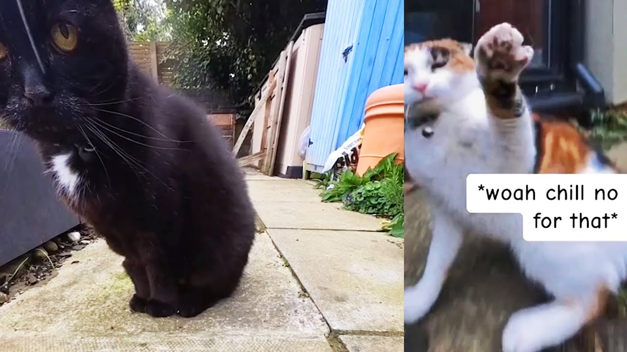 Cat's Secret Life Exposed With POV Collar Camera Footage - YouTube