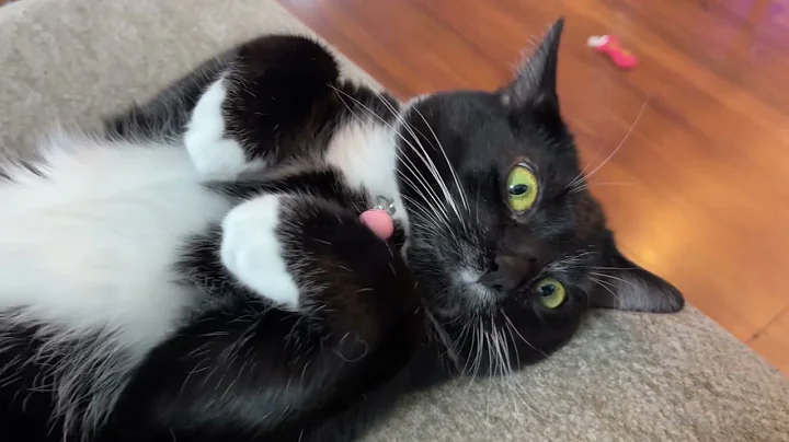 Tuxedo cat being adorable