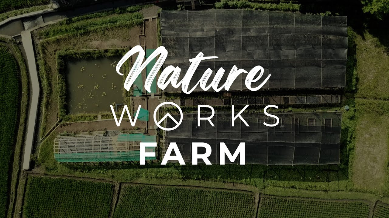 How we're transforming the land on our organic, regenerative farm in Bali, Indonesia.