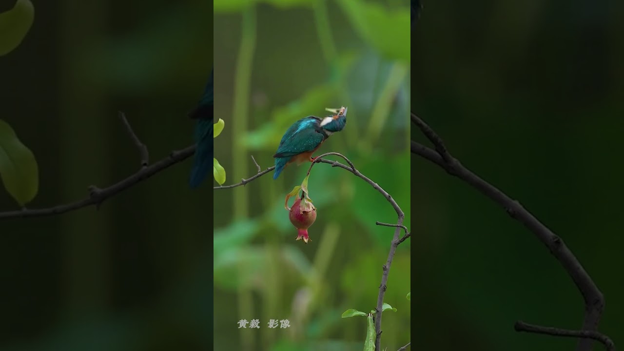 The Jewel of Nature | Kingfisher’s Graceful Hunt