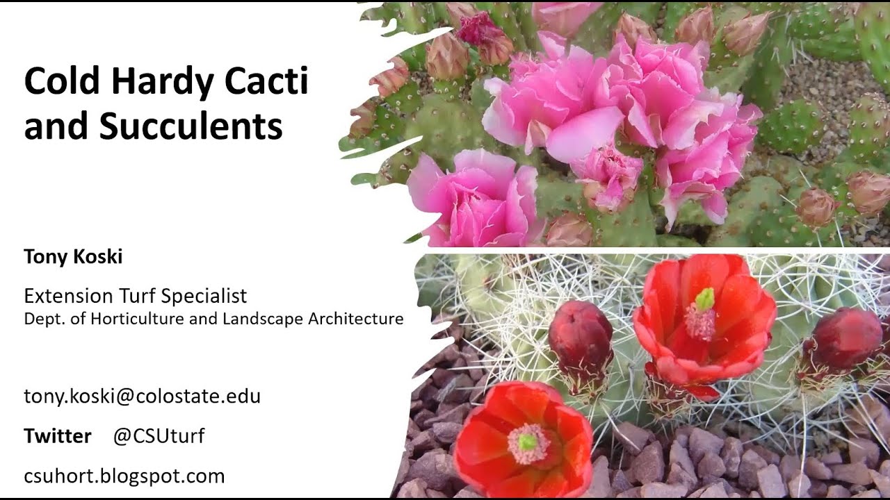 Cold Hardy Cacti and Succulents YouTube