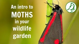 Moths in the wildlife garden - An introduction by The Wildlife Garden Project 4,028 views 4 years ago 3 minutes, 37 seconds