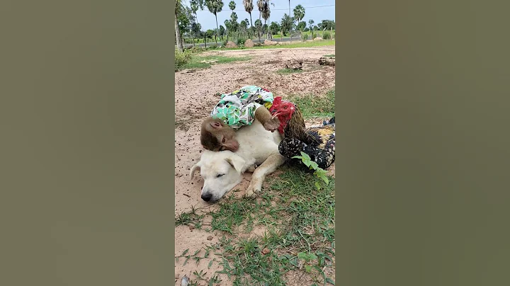 OG Open Eyes Watching SokYaa Kiss ToTo Warmly #shorts