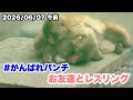 6/7午後 パンチくん、お友達とレスリング(Punch-kun wrestling with his friend)2026.06.07