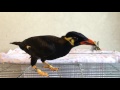 すがちゃん:尻尾が抜けたよ