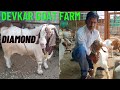 Suraj Devkar Boer Goat Farm at Phaltan Maharashtra