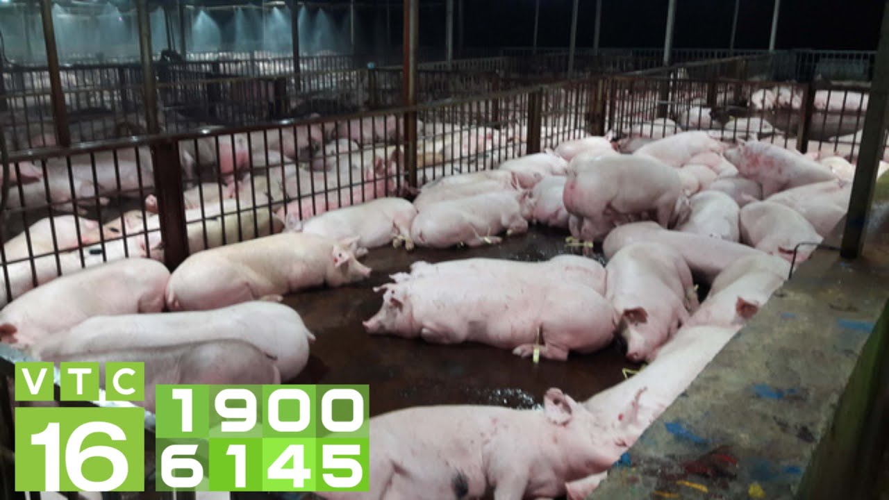 Giá bấp bênh, dịch tái phát: Tái đàn lợn thế nào? | VTC16