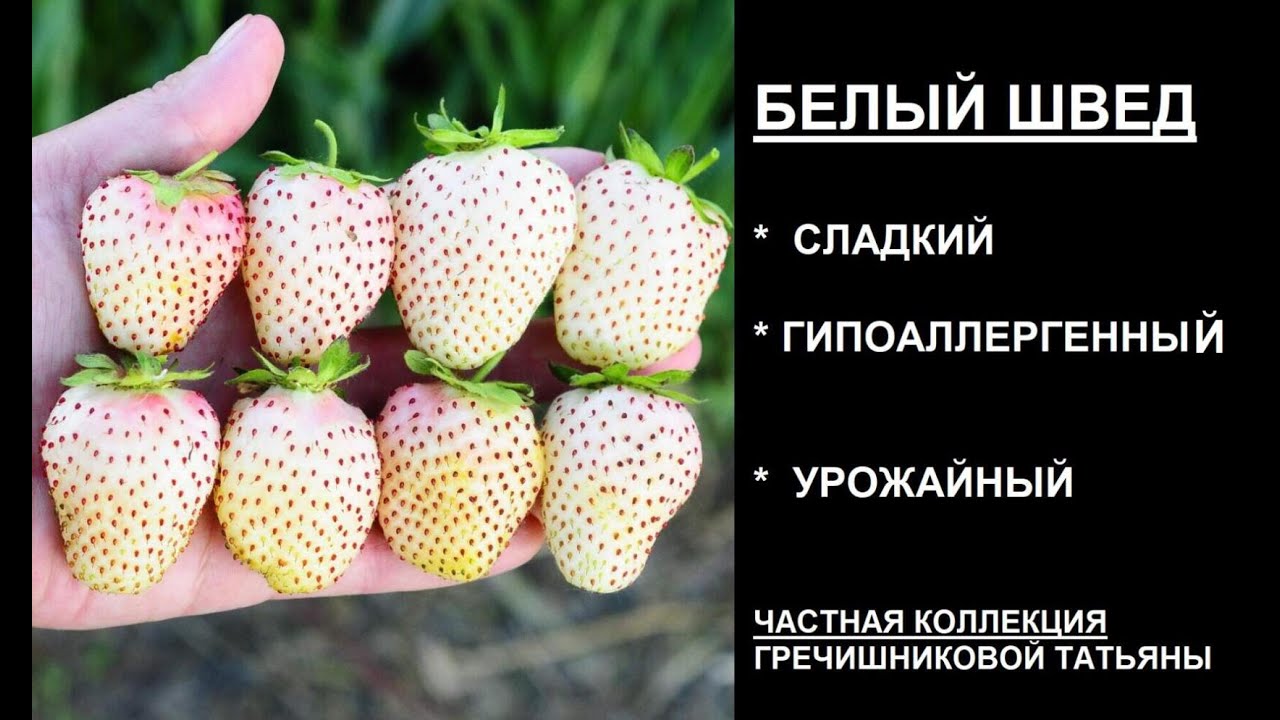 Купить Белый Швед Саженцы Клубника В Екатеринбурге
