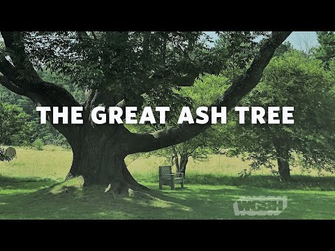 ვიდეო: რა სიმაღლისაა თეთრი ფერფლის ხე?