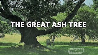 The Great Ash Tree