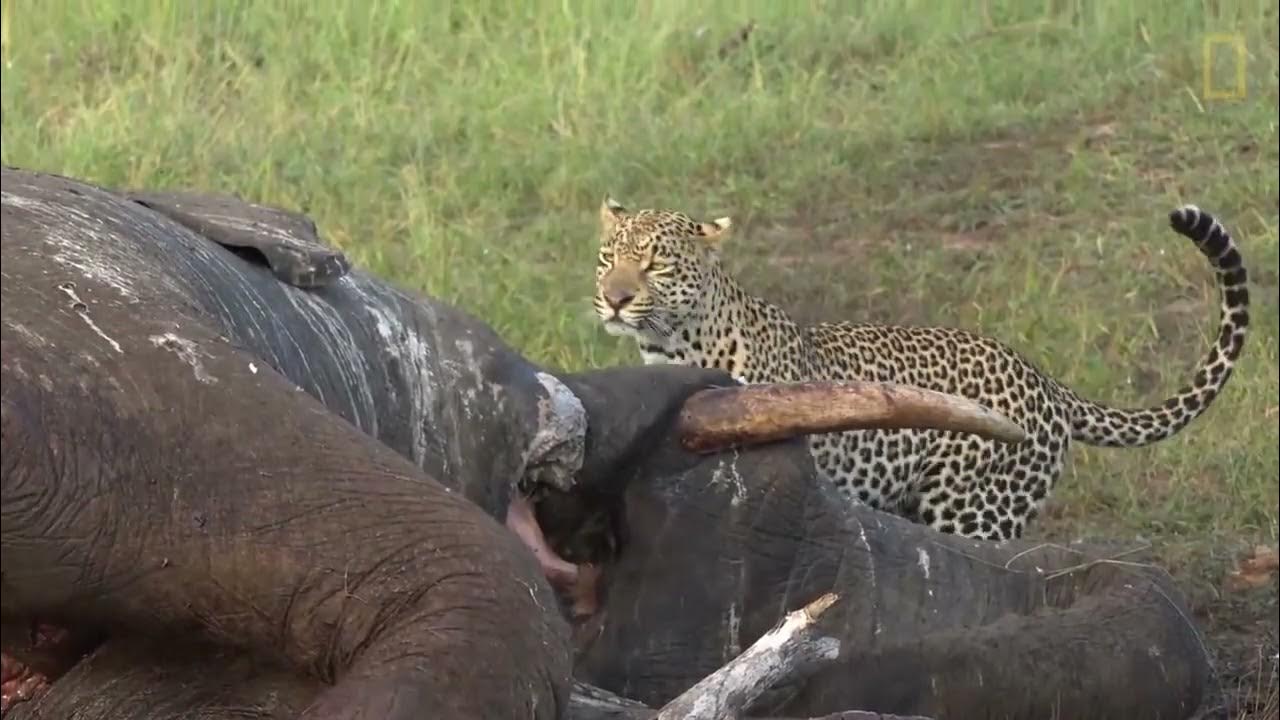 anaconda attacks on elephant very danger fight must see - YouTube
