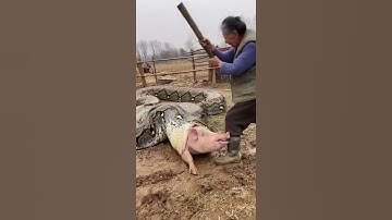 Farm Rescue: Giant Python vs Grandma & the Pig 🐍🐷