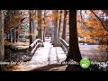 Free 4k nature autumn background ambience of a creek footbridge leaves falling bright sunlight