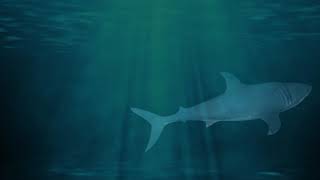 shark By Cinema 4D