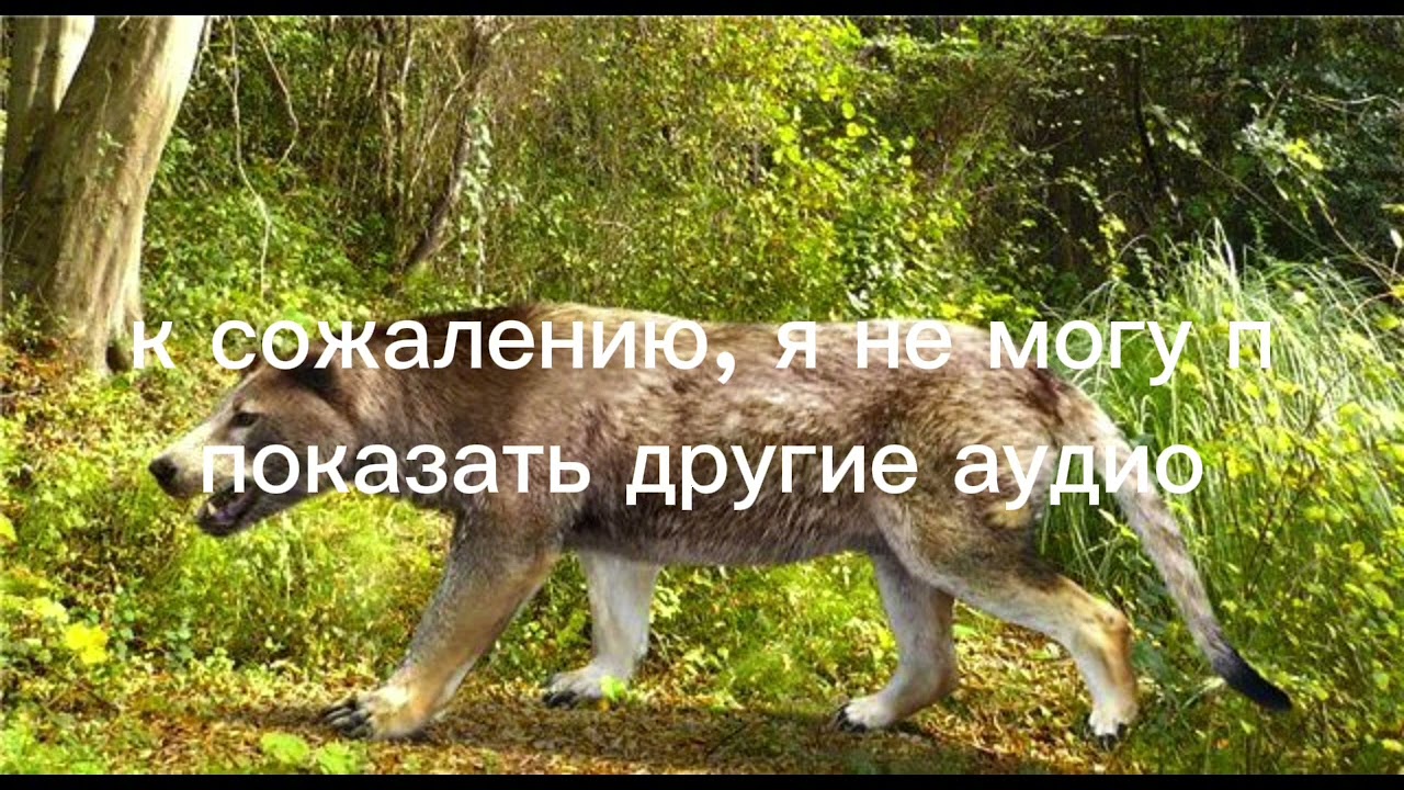 АМФИЦИОН - БЕШЕНЫЙ СОБАКА МЕДВЕДЬ