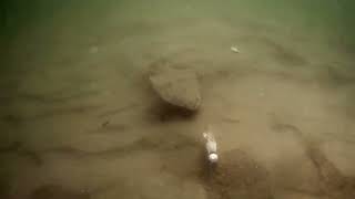 flounder / fluke fishing a underwater camera view