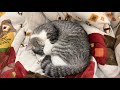 かまってもらえないと寂しがり屋な猫はこうなっちゃいます…