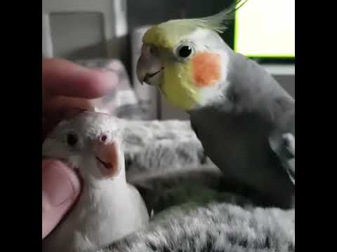 camera iphone 8 plus apk Parrot whistling