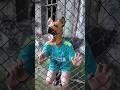 Con chó tài năng được nhận nuôi – Talented dog adopted#shorts