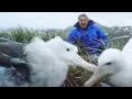 Nature of Wandering Albatross Birds | David Attenborough | BBC Studios