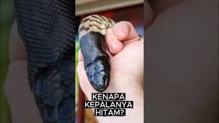 Kenapa Black-headed Python Punya Kepala Hitam?