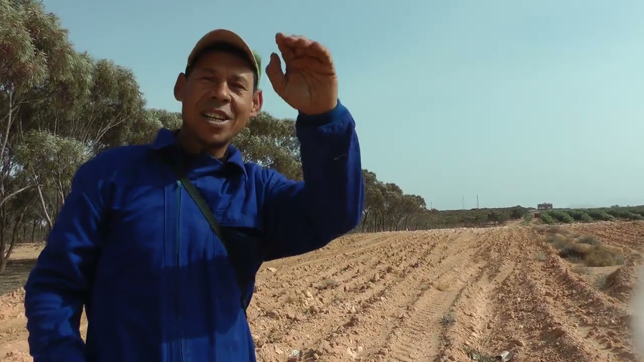 تسطير  وتصفيف حفر لغرس شتلات اشجار الزيتون بضيعة بمنطقة كرسيف