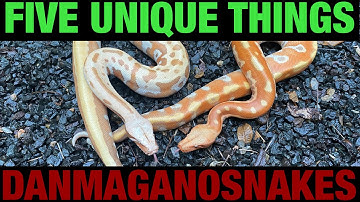 Episode 115: Five unique things to know about blood and short tail pythons