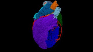 Download lagu 3D Model of the Heart’s ‘Brain’