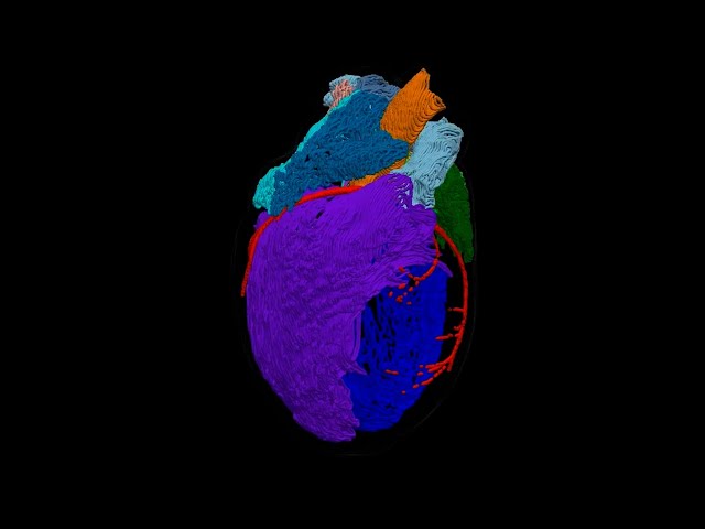 3D Model of the Heart’s ‘Brain’
