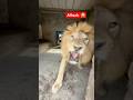Lion attack 😡😱 #wildliferescue #bigcats #tigerspotted #largecats #lionnation #tiger #wildcats 😡