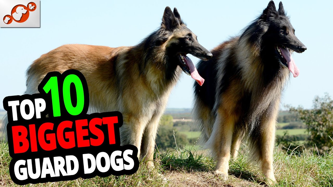 🐕 Biggest Guard Dogs TOP 10 Biggest Guard Dogs In The World! YouTube