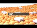 RGB TO BGR Samsung Logo Balls AVS VERSION 