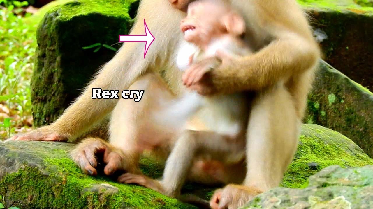 Unbelievable | cute baby Rex cry seize break heart angry mom | mom Rose did act during Rex get milk