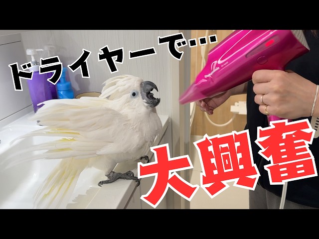 I Love Shower Time! The Beautiful Sight of a Parrot Spreading Its