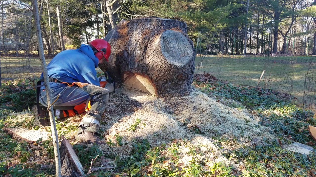 Removing 40" Pine Stump with Stihl MS251 Chainsaw - YouTube